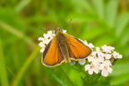 Insekten & Spinnentiere