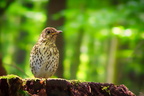 Vögel