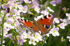 Insekten