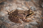 Reptilien & Amphibien