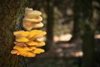 Pilze