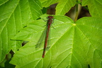 Insekten